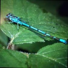 Gåture/oplevelser m.m.m