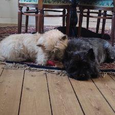 Frivillig Hundeven/ hundesitter