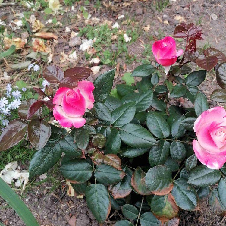 Trænings veninde søges