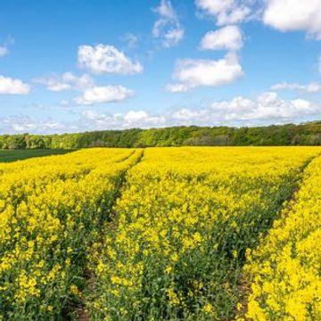 Billede af blomster