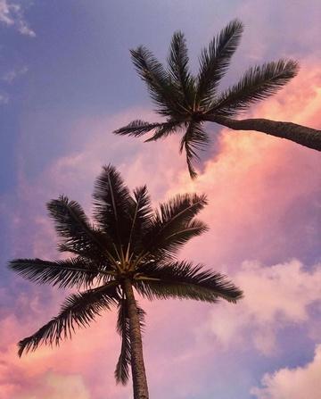 To høje palmer op mod himlen med en smuk himmel fra solnedgangen i baggrunden